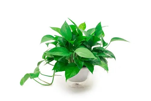 哪些植物可以去除甲醛-植物除甲醛效果好不好？